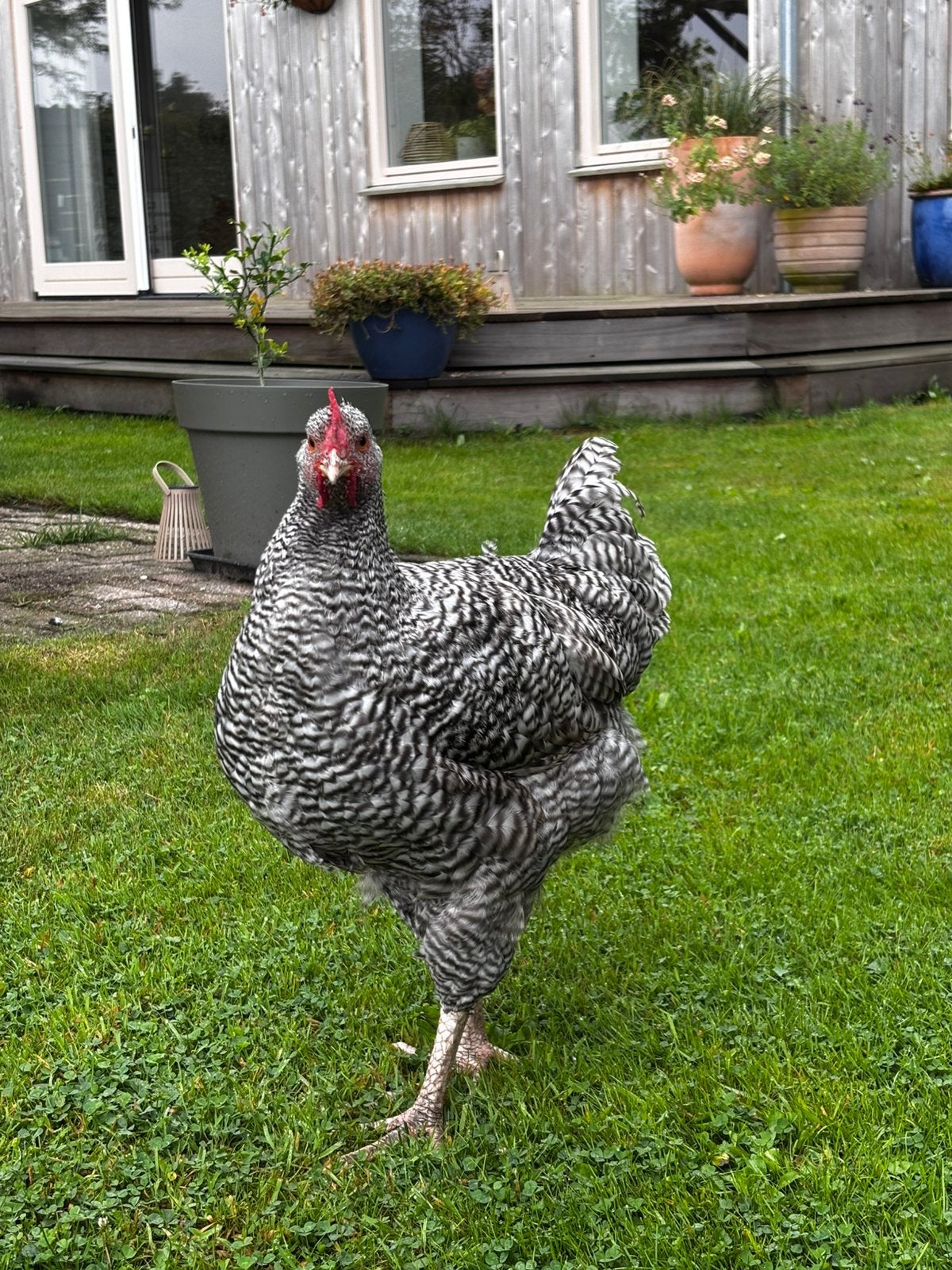 Haan, Noord Hollanse blauwe, Dieren en Toebehoren, Pluimvee, Mannelijk, Kip