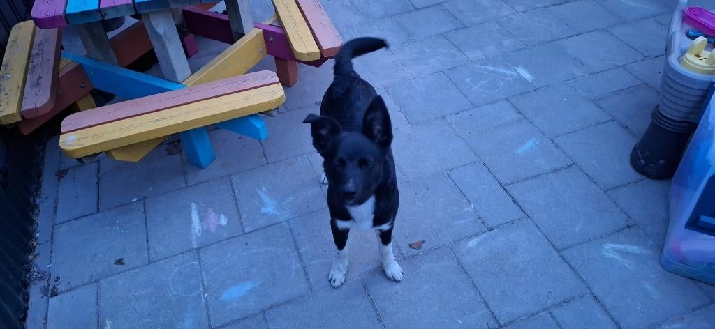 Kruising husky & bulterriër, Dieren en Toebehoren, 15 weken tot 1 jaar, Teef, Eén hond, Klein