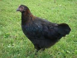 Marans kippen., Vrouwelijk, Kip