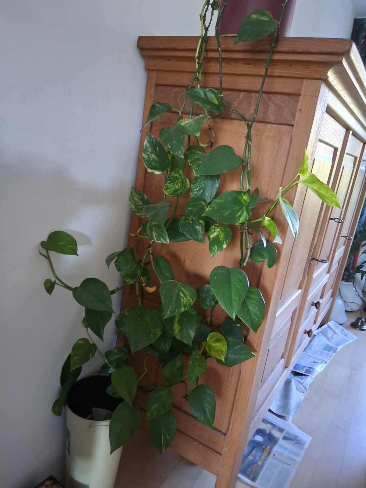 grote drakenklimop scindapsus, Huis en Inrichting, Kamerplanten, Ophalen of Verzenden, Halfschaduw, Minder dan 100 cm
