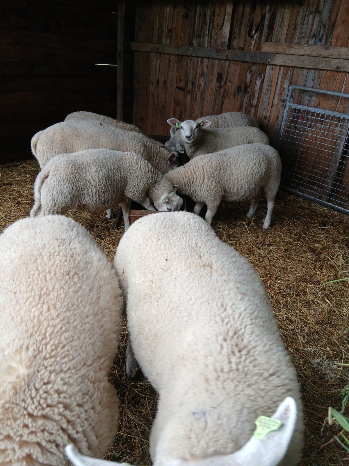 9 lammeren, Dieren en Toebehoren, Meerdere dieren, Schaap