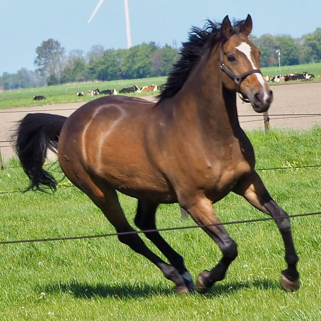 Ervaren braaf spring/eventing paard, Springpaard, Met stamboom, Ruin, Niet van toepassing