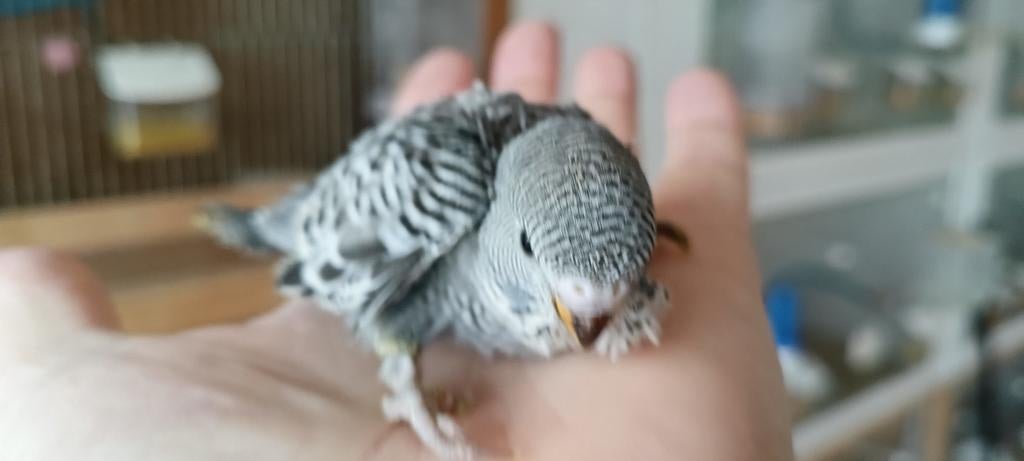 Jonge grasparkiet, Dieren en Toebehoren, Vogels | Parkieten en Papegaaien, Mannelijk, Parkiet