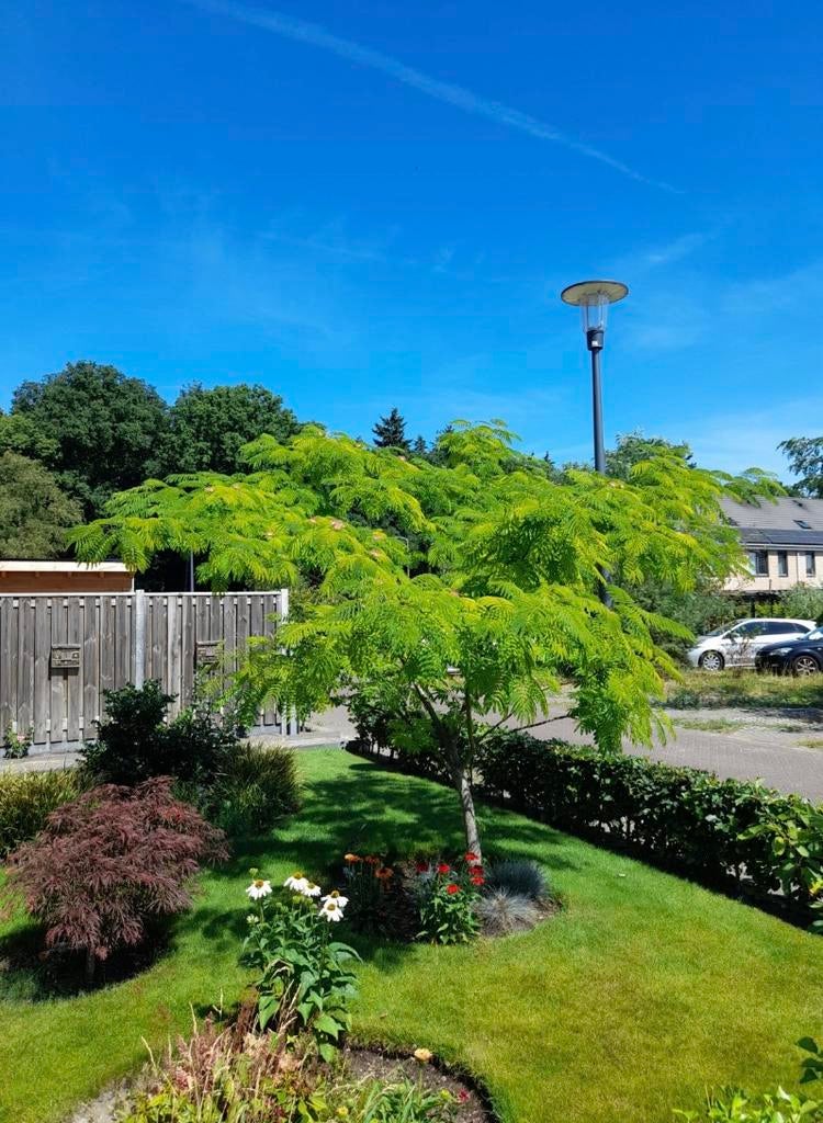 Albizia julibrissin - Perzische Slaapboom 1.70m hoog, Tuin en Terras, Planten | Tuinplanten, Volle zon, Vaste plant, Zomer, Ophalen