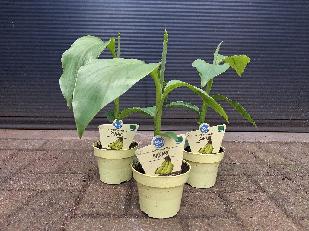 Musa Basjoo - Japanse Vezelbanaan / Tuinbanaan (Winterhard), Vaste plant, Halfschaduw, Zomer, Ophalen
