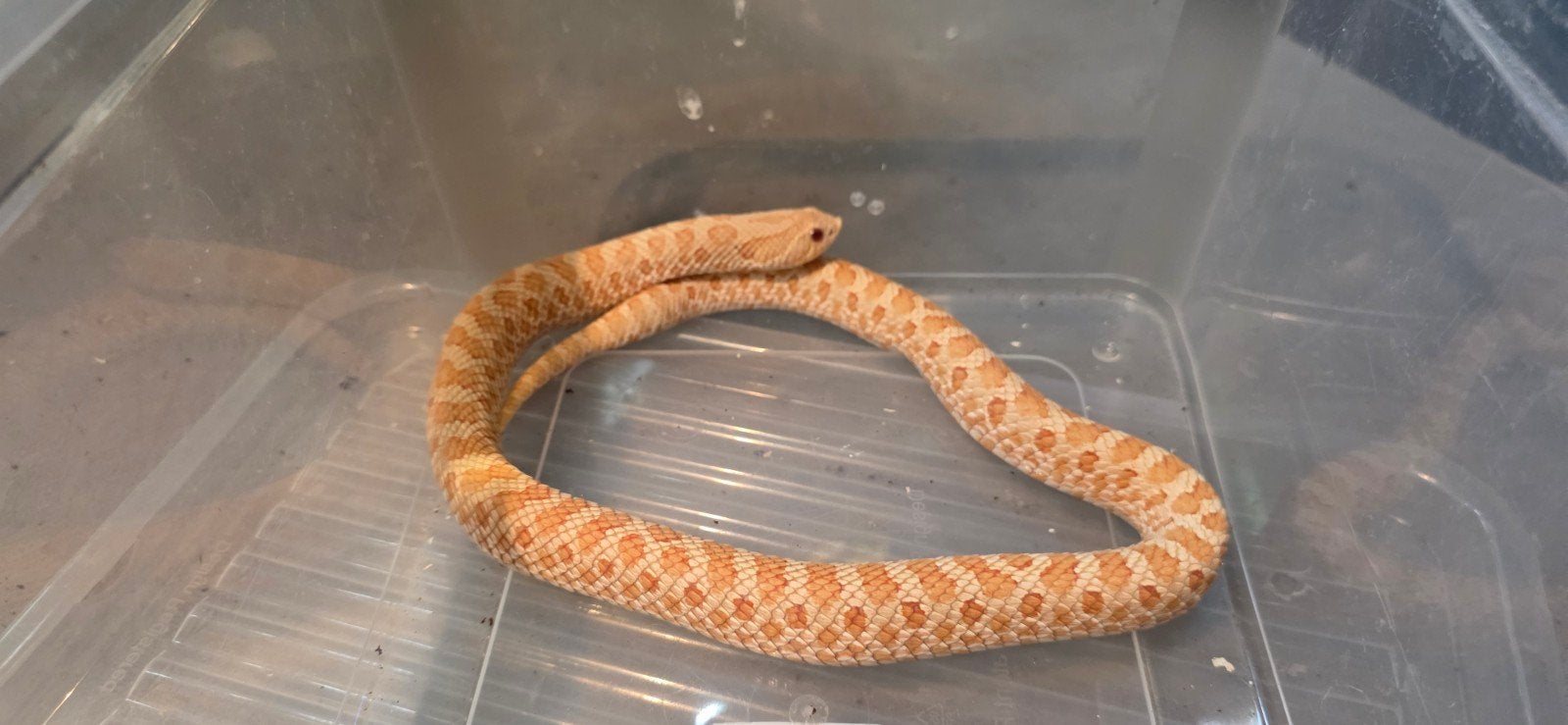 verschillende haakneusjes Hognose Snake photo 2