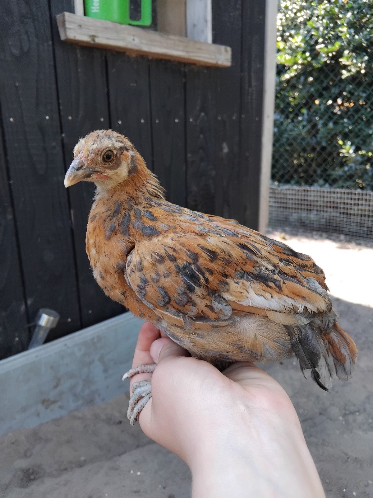 Jonge kuikens te koop!, Dieren en Toebehoren, Pluimvee, Meerdere dieren, Kip