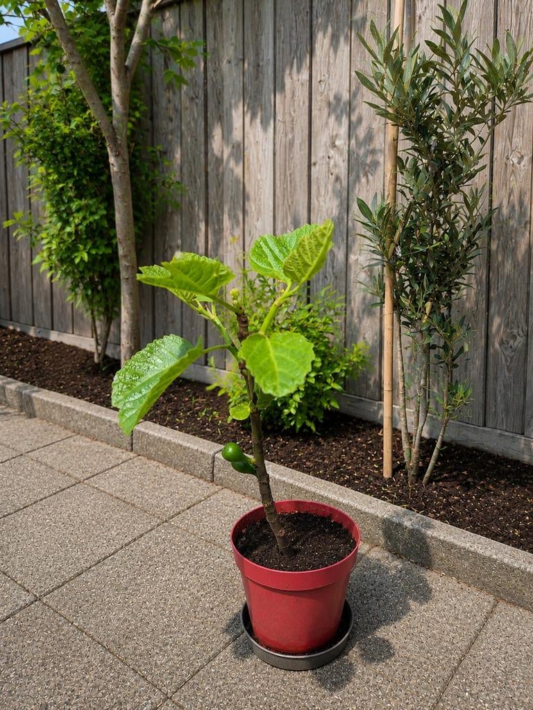 Vijgenstekken 50-75 cm hoog, Tuin en Terras, Planten | Tuinplanten, Ophalen, Volle zon, Vaste plant, Zomer