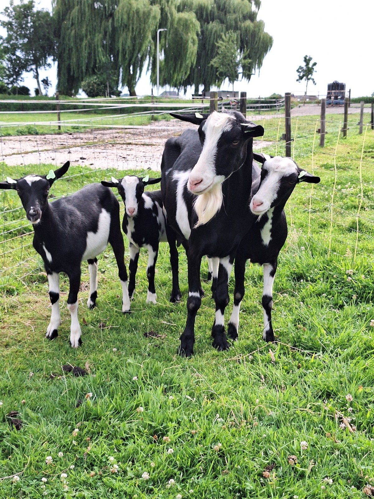Te koop, zwartbonte geiten groot soort bonte, Vrouwelijk, Geit