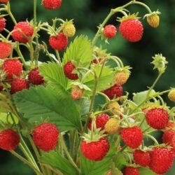 Te koop: bosaardbeien zaailingen, Tuin en Terras, Planten | Tuinplanten, Ophalen, Vaste plant, Fruitplanten, Volle zon