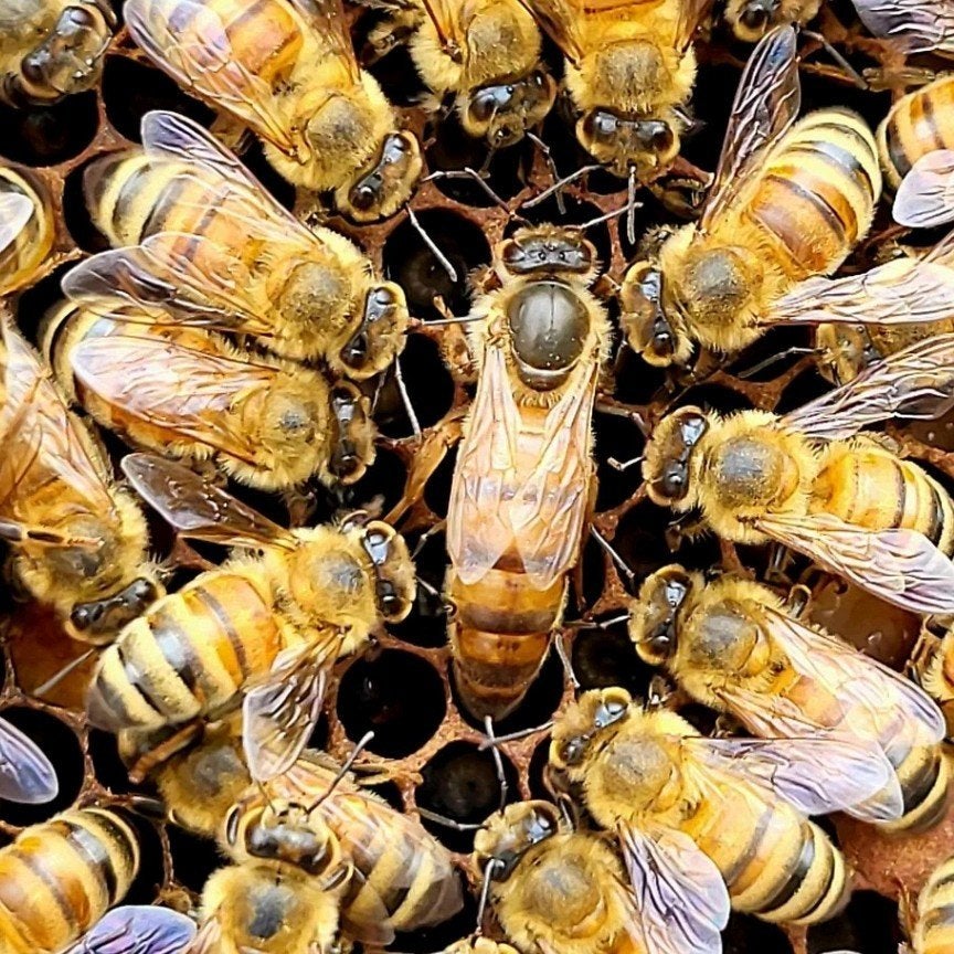 Gevraagd Dalinno ramen of volkunststof langstroth spaarkast, Dieren en Toebehoren, Insecten en Spinnen, Bijen
