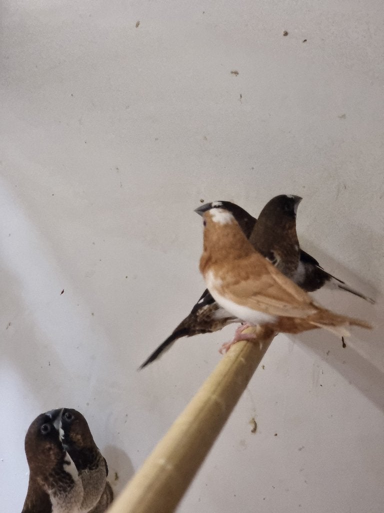 Tropische vogel | Japanse meeuw | Passend advies, Dieren en Toebehoren, Meerdere dieren, Tropenvogel