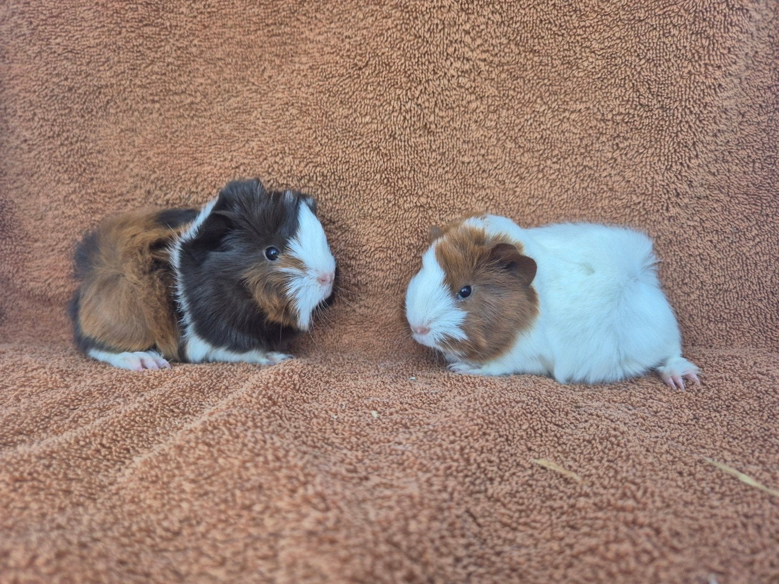 Lieve peruvian broertjes te reserveren choco goud wit kui, Dieren en Toebehoren, Cavia, Mannelijk, Tam, Oktober