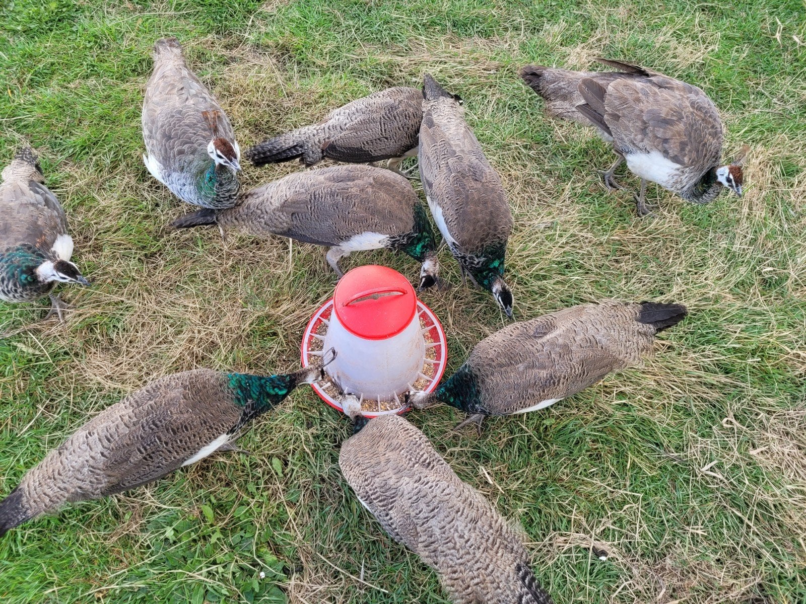 7 jonge pauwen, Dieren en Toebehoren, Geslacht onbekend, Overige soorten