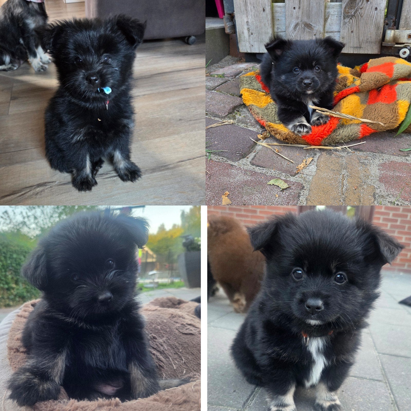2 knappe pomeriaan boomer pup reutje, 8 tot 15 weken, Eén hond, Nederland, Particulier