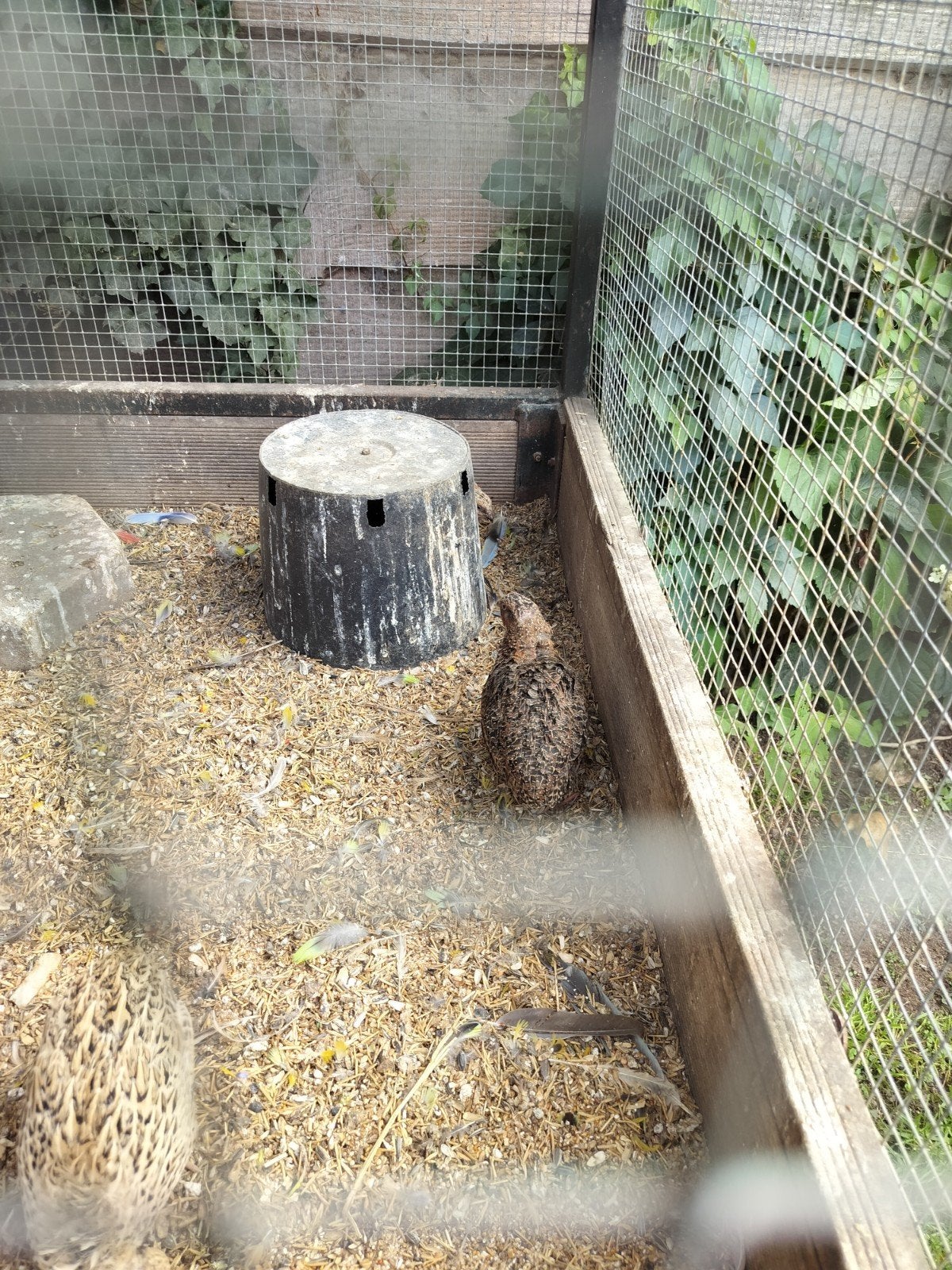 kwartels, Meerdere dieren
