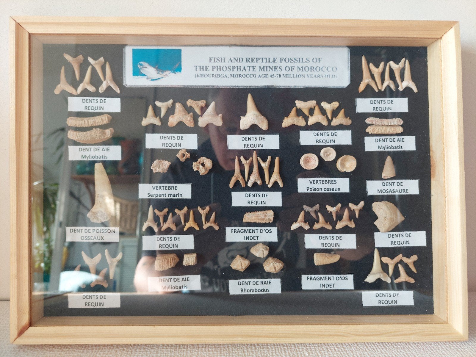Prachtig fossielen set uit Marokko, prehistorische tanden, Ophalen, Fossiel