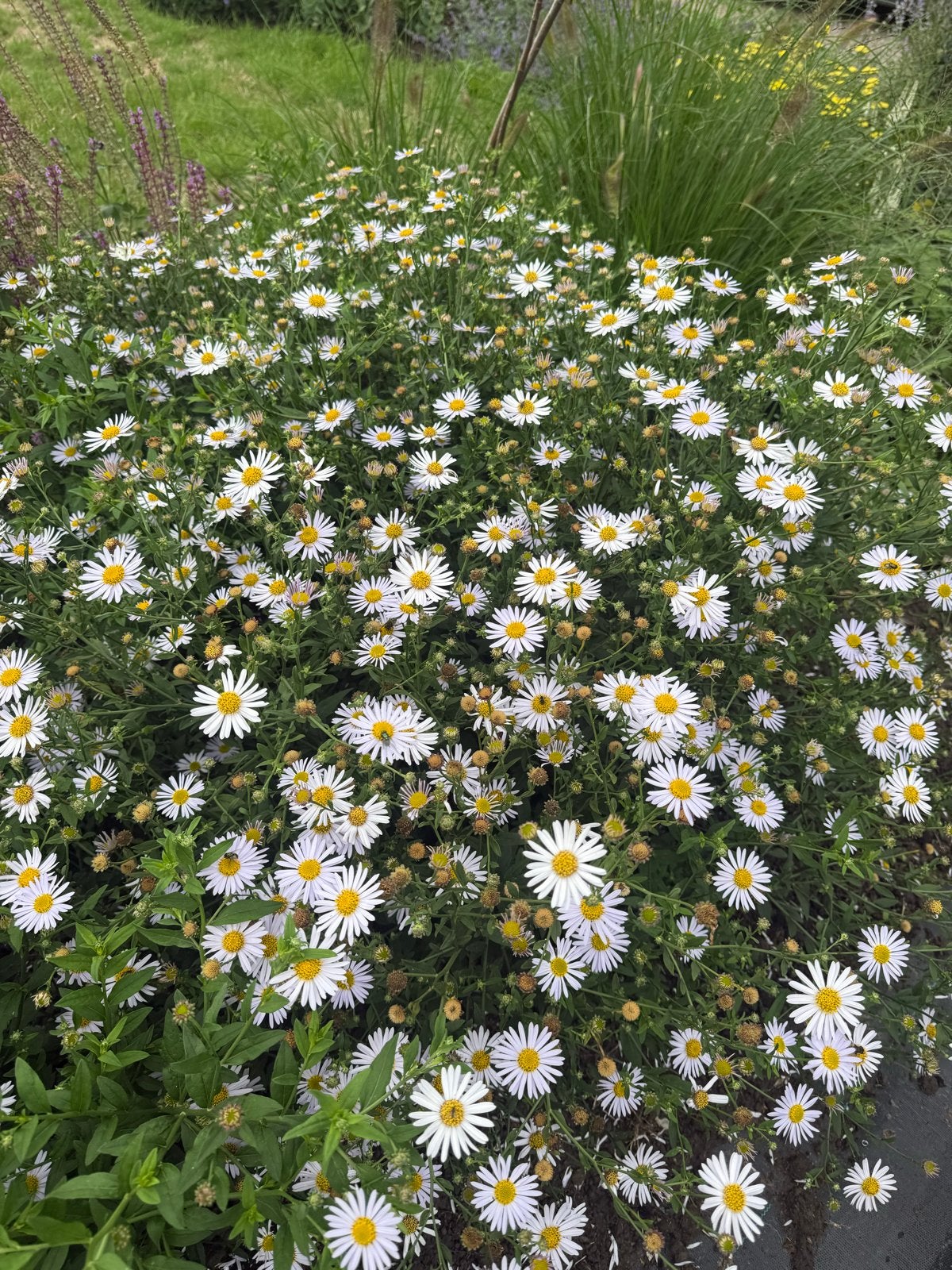 Kalimeris incisa 'Madiva' - Japanse Aster, Tuin en Terras, Planten | Tuinplanten, Volle zon, Vaste plant, Zomer, Ophalen