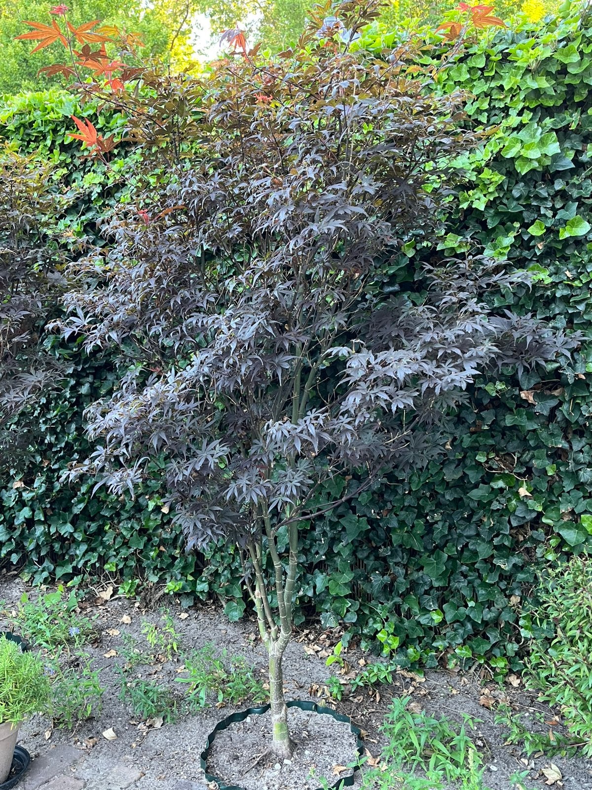 Acer palm. ‘Skeeter’s Broom’, Tuin en Terras, Planten | Bomen, Ophalen, Bloeit niet, Halfschaduw, 100 tot 250 cm