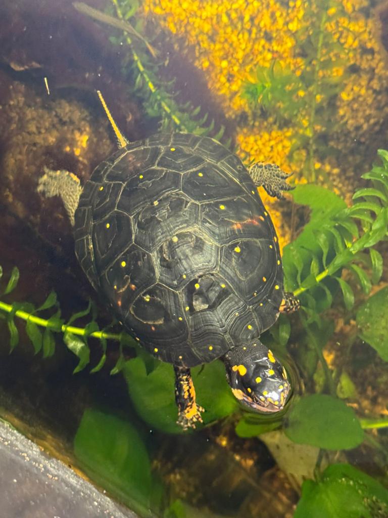 0.1 Clemmys Guttata volwassen druppelschildpad vrouw CB’21, Dieren en Toebehoren, Reptielen en Amfibieën, Schildpad, 3 tot 6 jaar