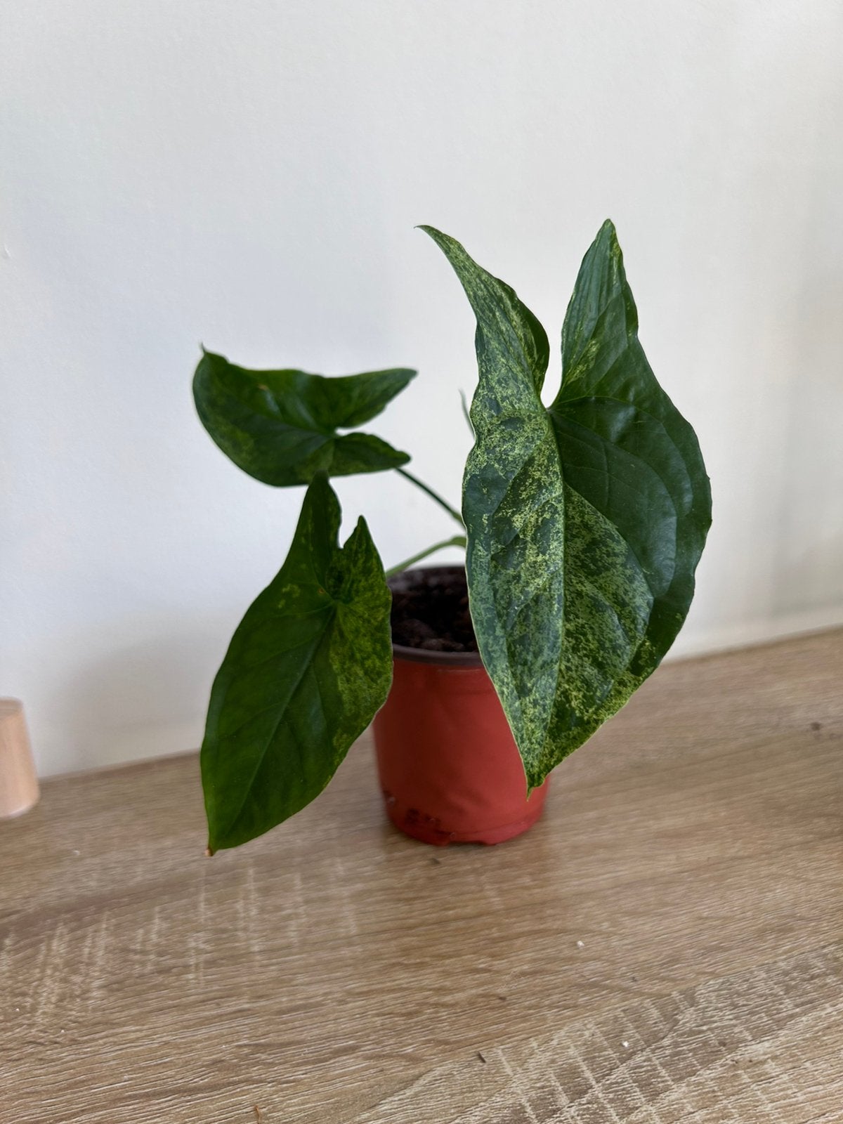 Syngonium mottled mojito, Huis en Inrichting, Kamerplanten, Ophalen of Verzenden, Halfschaduw, Minder dan 100 cm