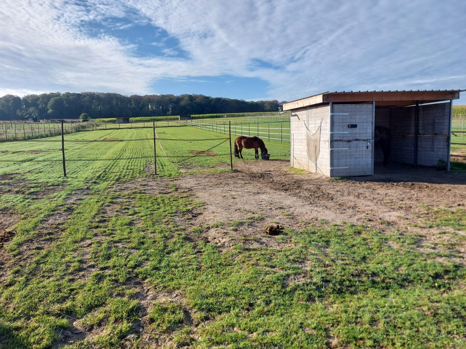 weiland nog 1 plekje over  voor kleine pony