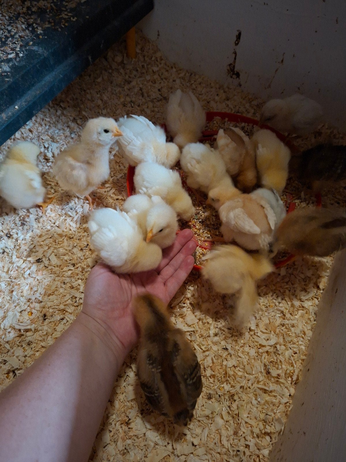 9 kuikens, Dieren en Toebehoren, Pluimvee, Kip, Geslacht onbekend