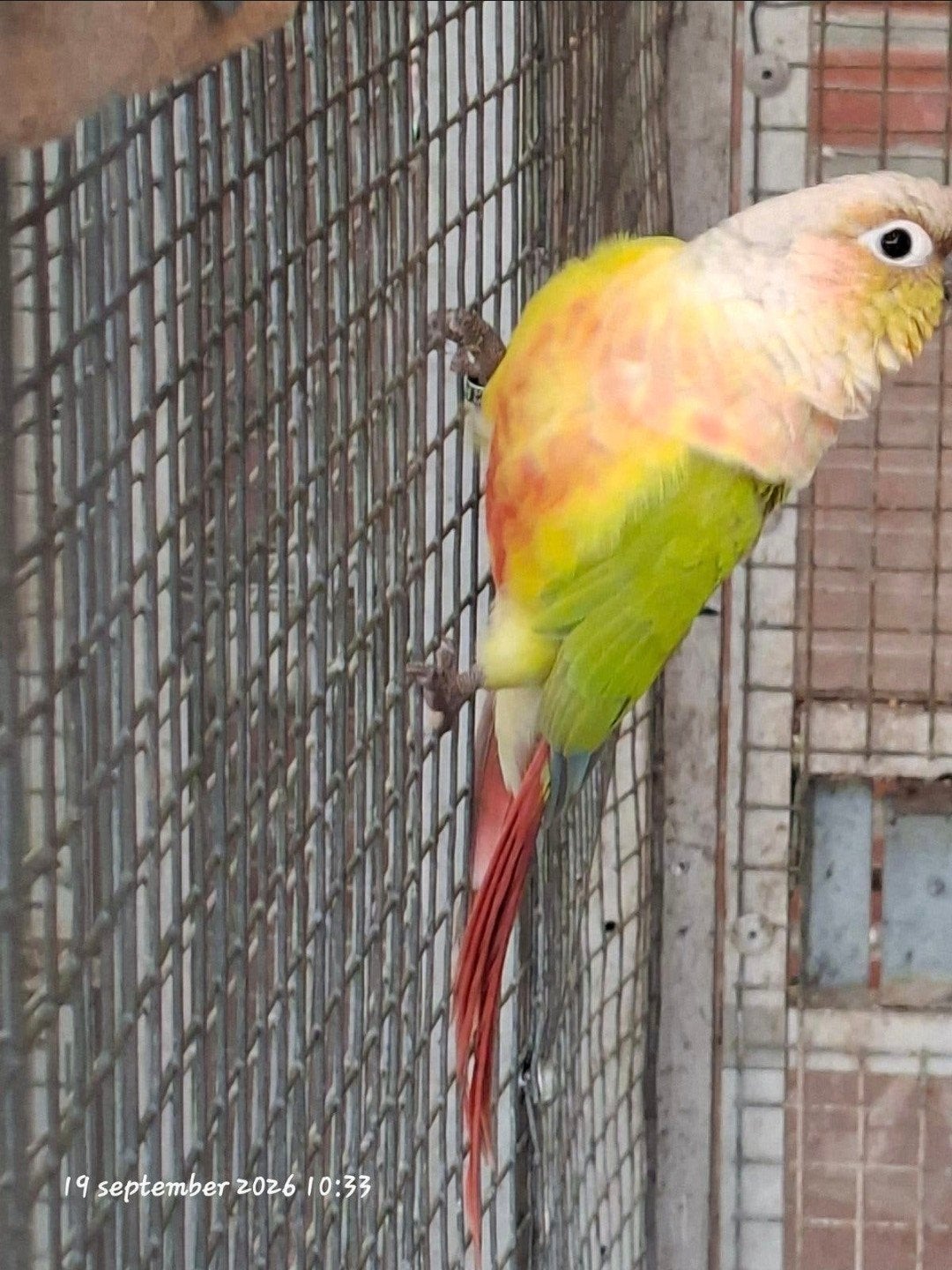 Te koop Pyrrhura molinae, Dieren en Toebehoren, Mannelijk, Parkiet, Geringd