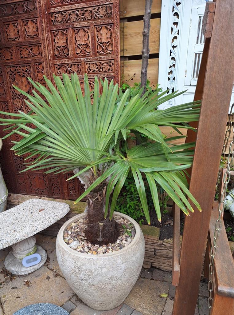 Koopje...Mooie Grote Palm incl. Bloembak, Tuin en Terras, Planten | Bomen, 100 tot 250 cm, Zomer, Palmboom, Ophalen
