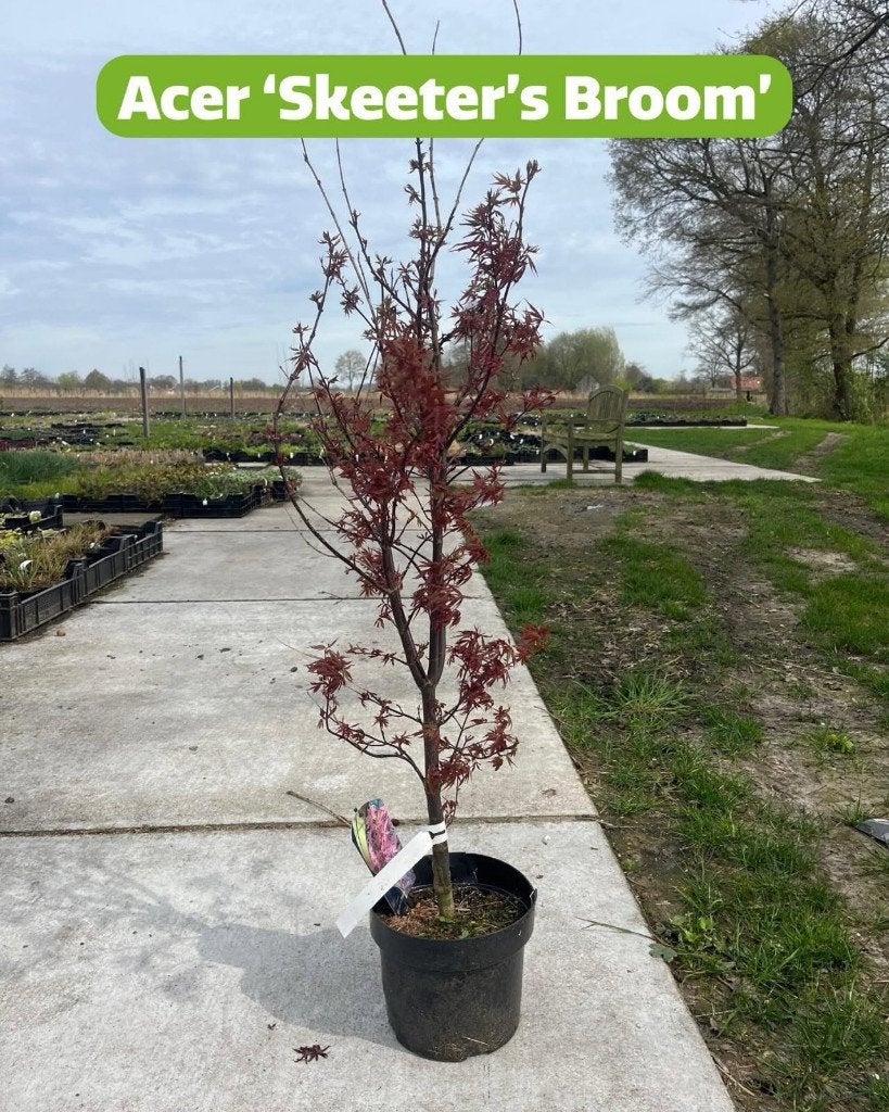 Acer palmatum ‘Skeeter’s Broom’, Ophalen, Bloeit niet, Overige soorten, Halfschaduw