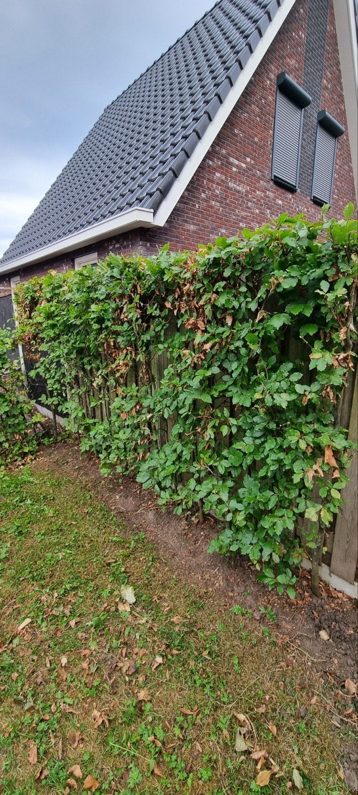 Gratis: bomen, haag, boerengrind (incl. honingraat matten), Ophalen, Gebruikt
