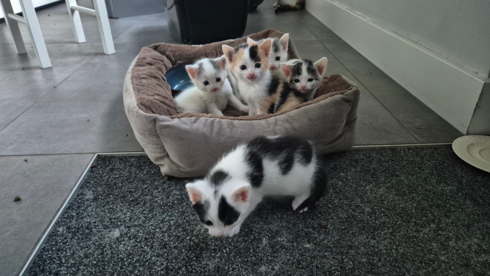 Lieve, speelse kittens uit huiselijke boerderijomgeving, Meerdere dieren