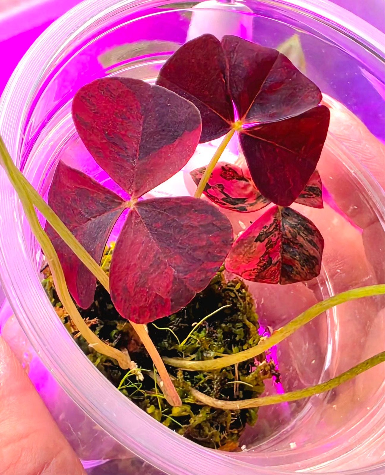 Oxalis Triangularis pink variegata (2), Ophalen of Verzenden, Halfschaduw, Minder dan 100 cm