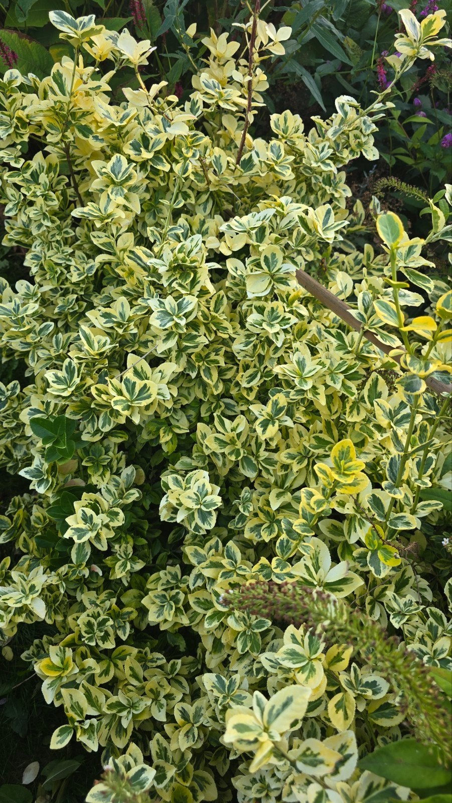 Vaste volwassen tuinplanten uit volle grond - €5 per emmer, Ophalen, Vaste plant, Overige soorten, Volle zon
