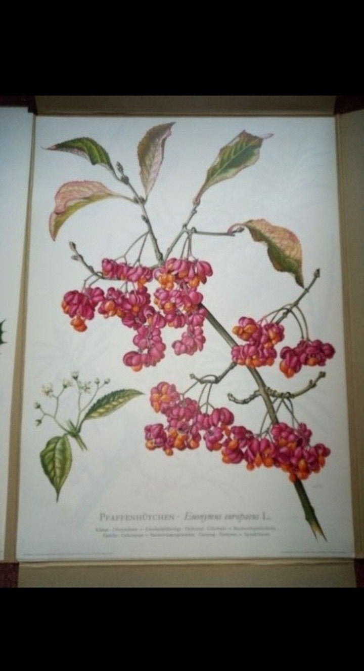 vintage oude schoolplaten struiken,jaren 70, Ophalen of Verzenden, Natuur en Biologie