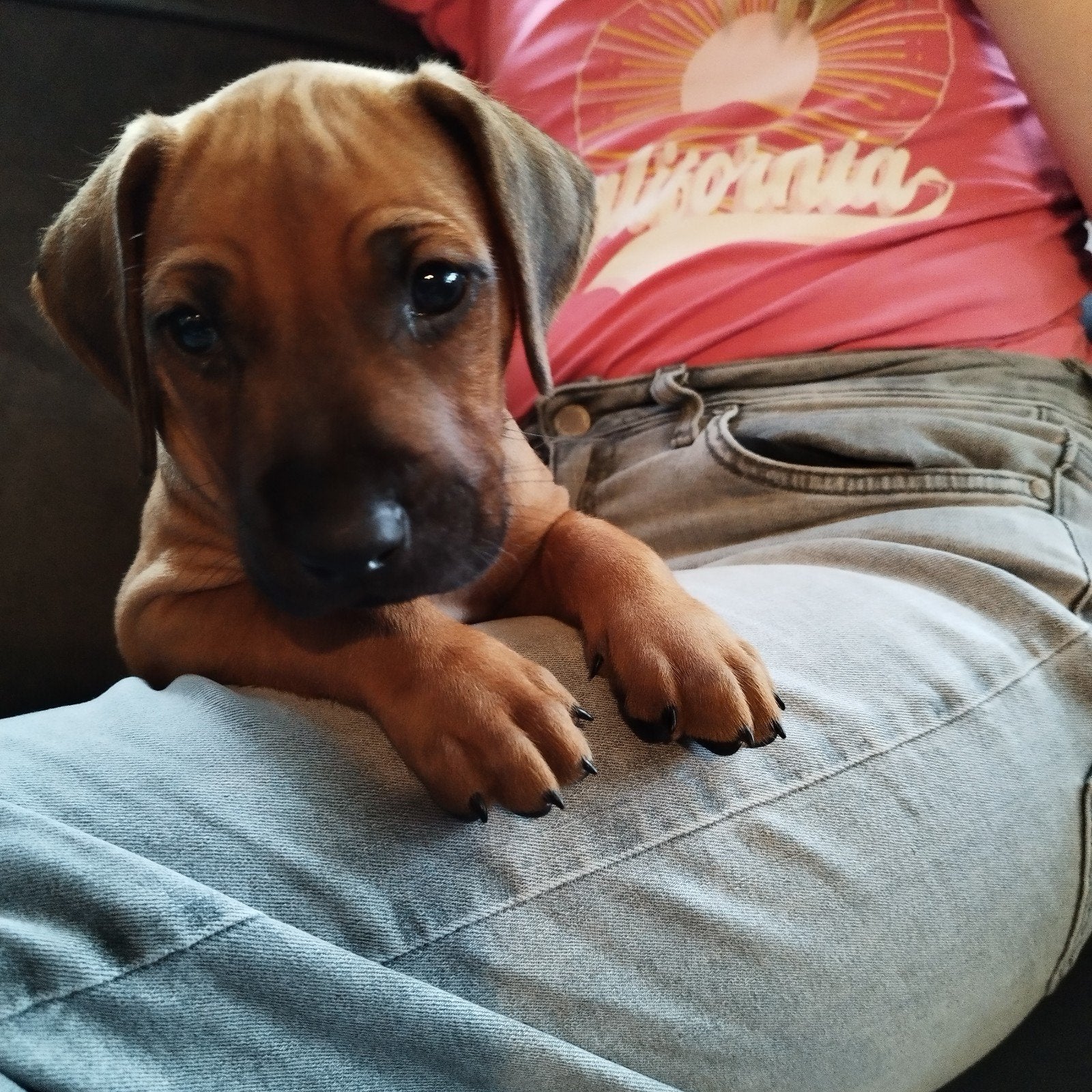 Rhodesian Ridgeback pups met STAMBOOM!, Parvo, Overige rassen, 8 tot 15 weken, Meerdere