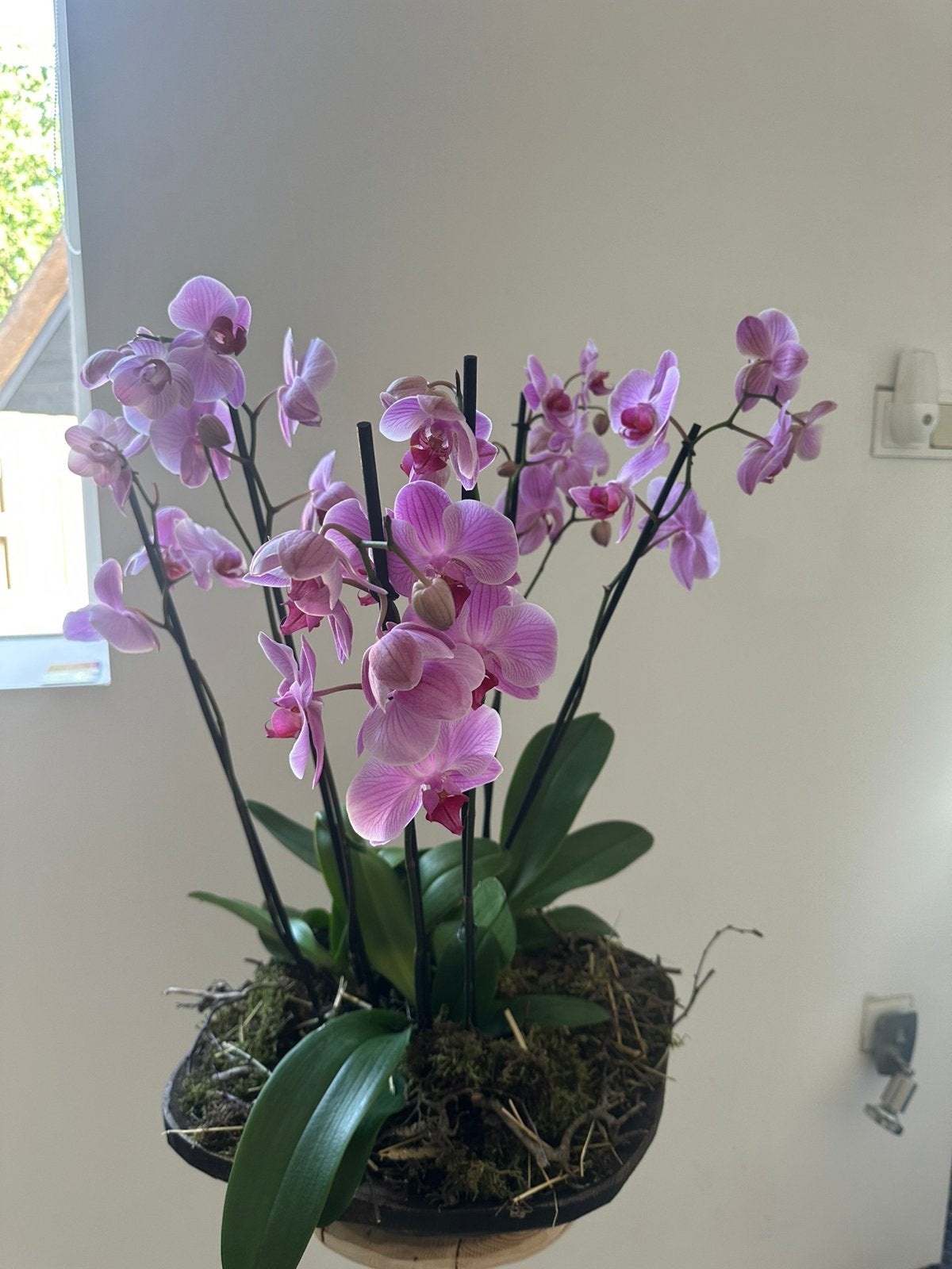 Prachtige schaal met roze Orchideeën, Overige soorten, In pot, Minder dan 100 cm, Halfschaduw