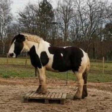Verzorgster/ Bijrijder/ bijrijdster/ liefhebber tinker, Ophalen