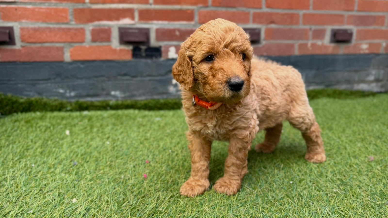 Labradoodle pups, Parvo, Overige rassen, 8 tot 15 weken, Meerdere