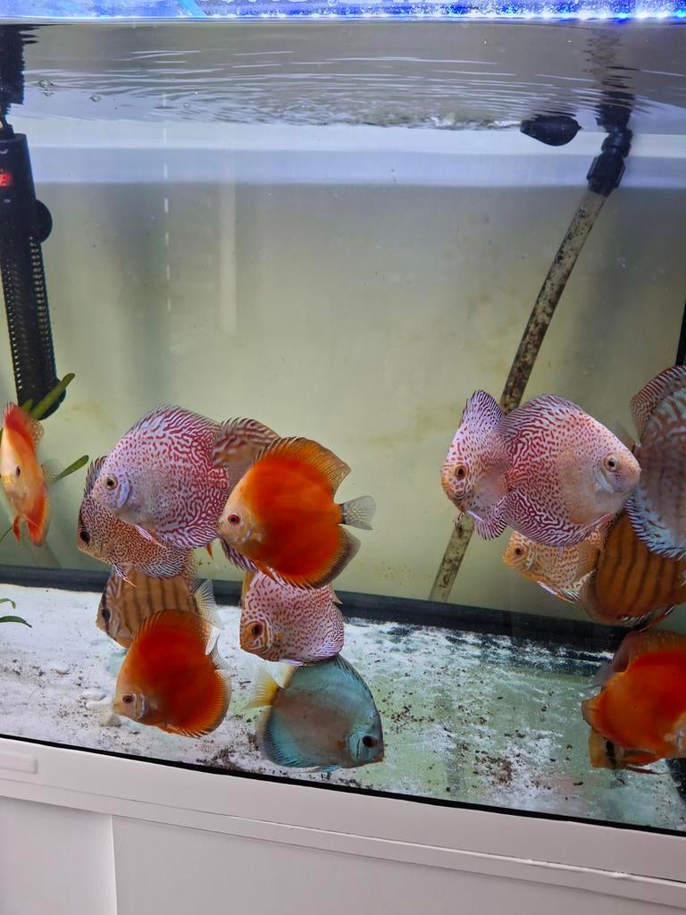 Discusvissen uit texel 15 stuks, Dieren en Toebehoren, Vis