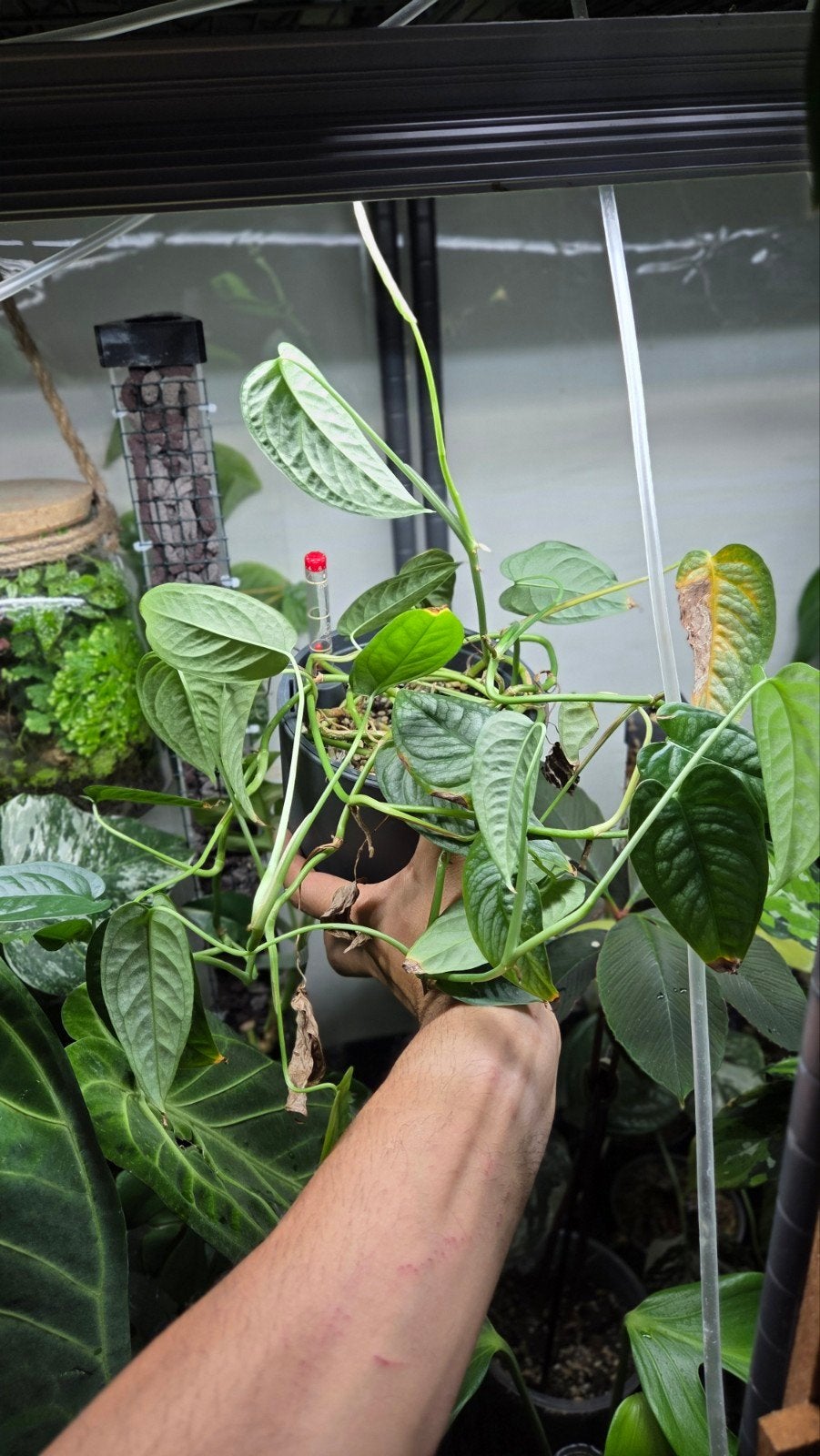 Monstera siltepecana el salvador, Ophalen of Verzenden, Halfschaduw, Minder dan 100 cm