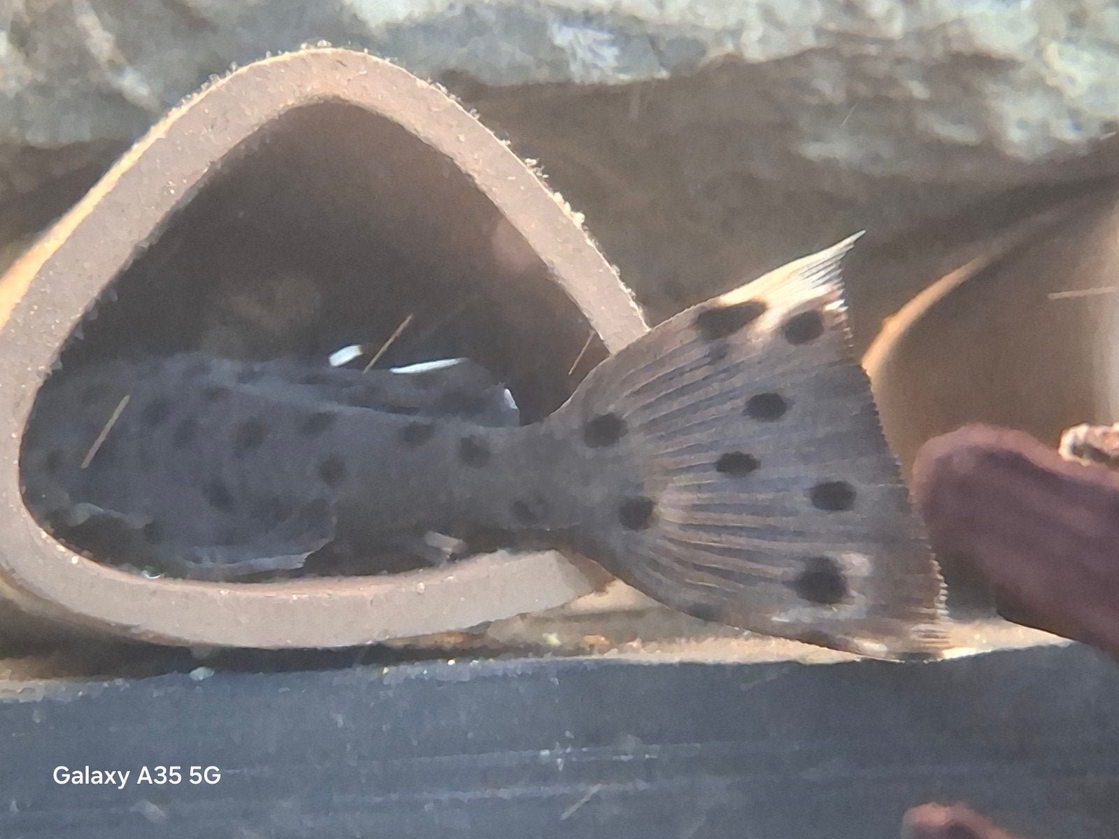 L264 sultan pleco, Vis