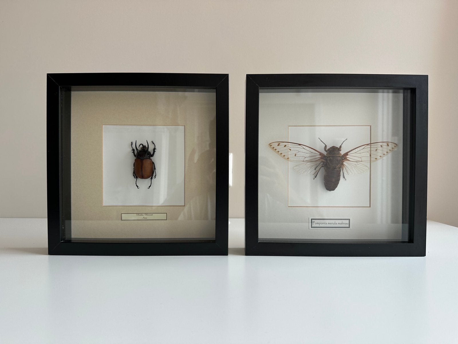 Ingelijste insecten: Herculeskever en Cicade, Ophalen of Verzenden, Zo goed als nieuw, Insect, Opgezet dier