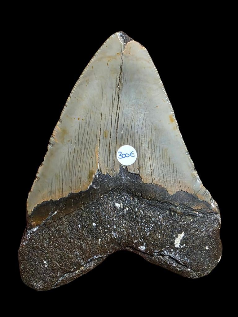 Gigantische Carcharodon megalodon haaientand 13,7 cm 5,42", Verzamelen, Mineralen en Fossielen, Ophalen of Verzenden, Fossiel