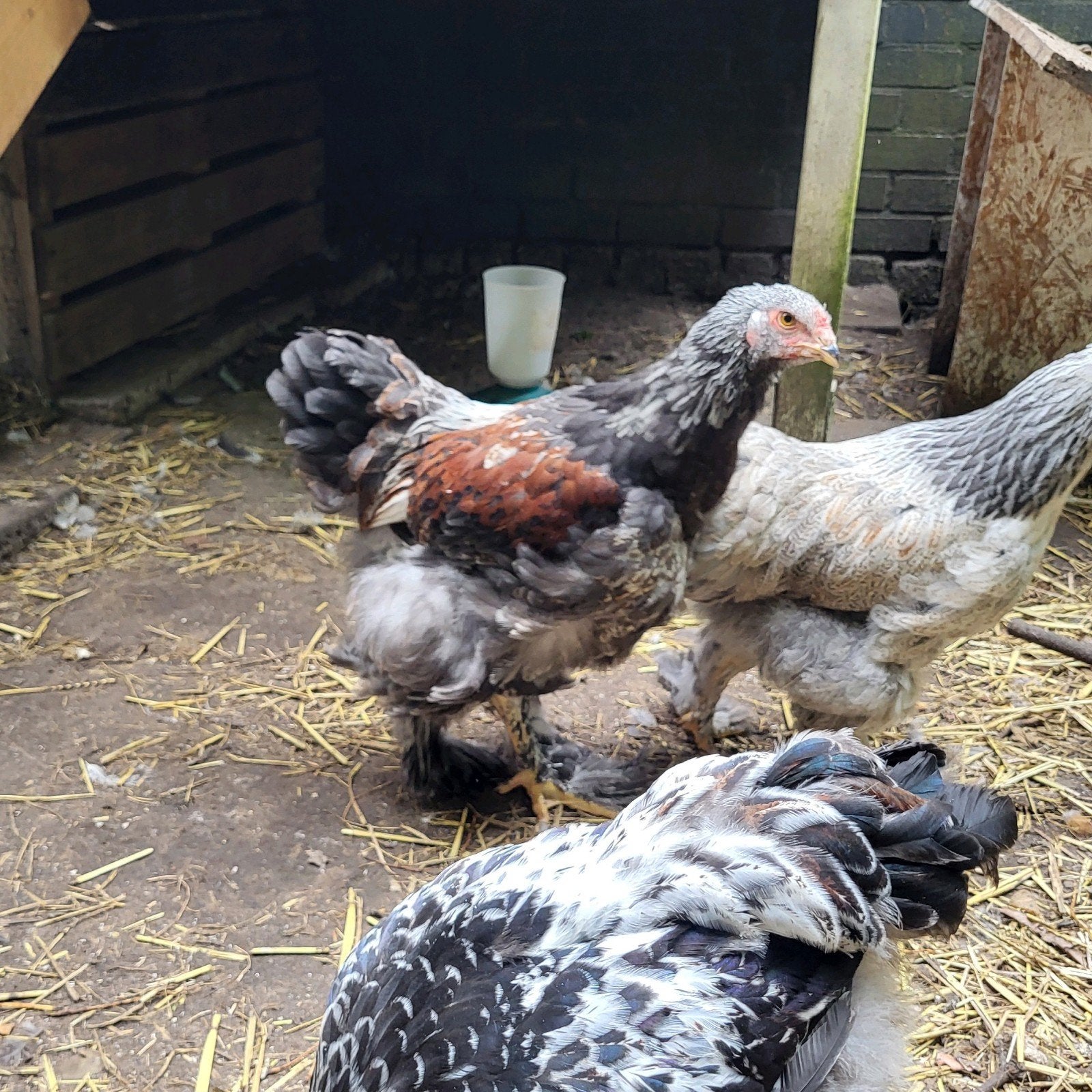 Brahma haan, Dieren en Toebehoren, Pluimvee, Mannelijk, Kip