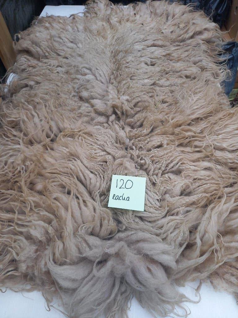 nr 120 Geschoren vacht van een Racka schaap, Ophalen of Verzenden, Gebruikt
