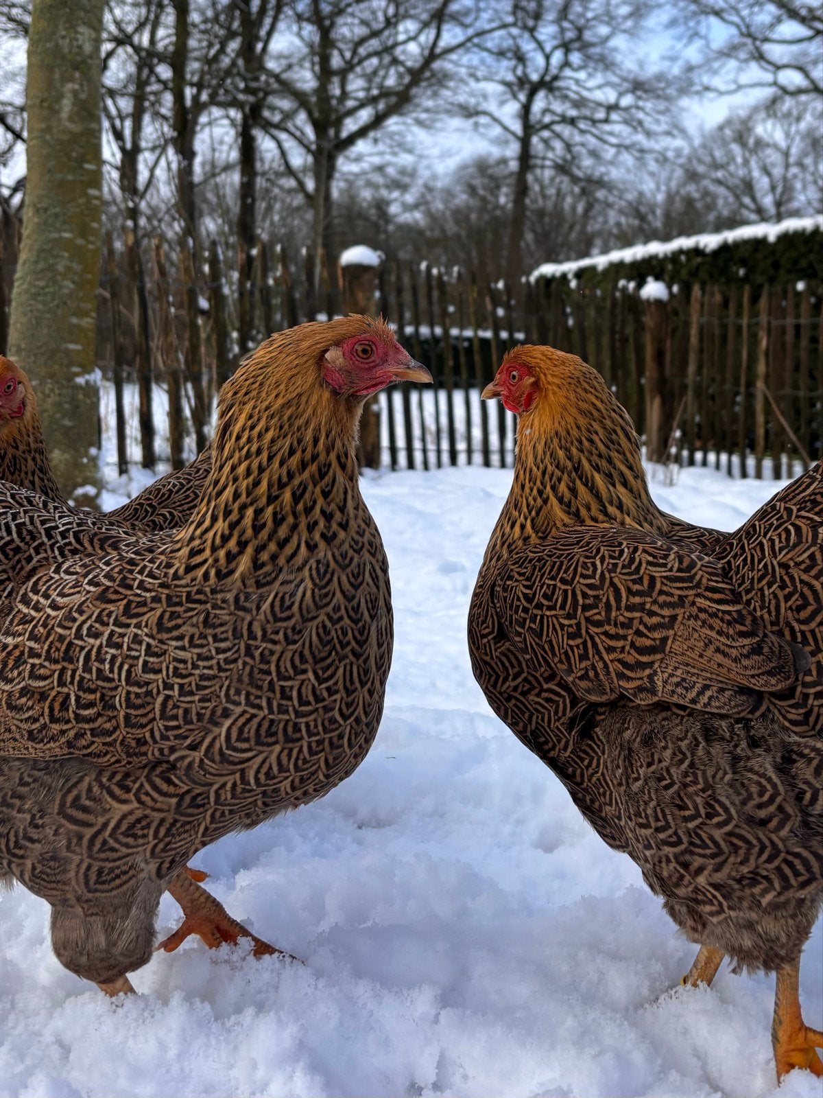 Wyandotte kippen, Dieren en Toebehoren, Mannelijk, Kip