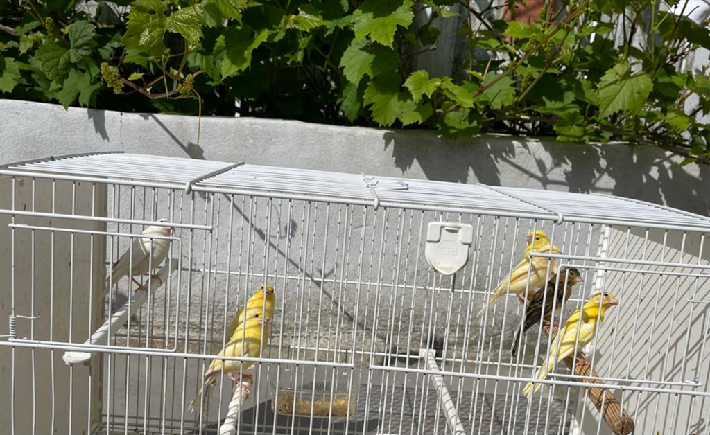 2026, Dieren en Toebehoren, Vogels | Kanaries, Meerdere dieren, Kleurkanarie