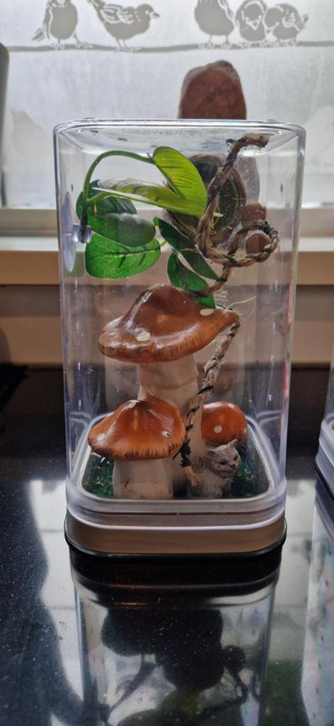 Terrariumpjes springspin, Ophalen, Zo goed als nieuw