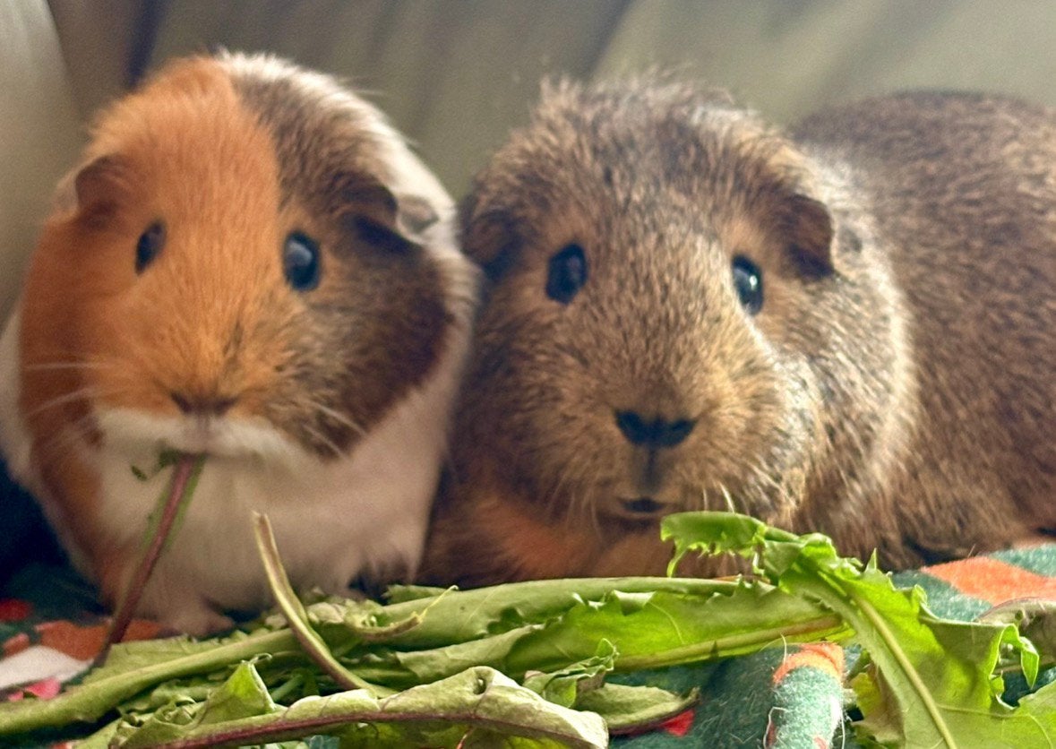 Gezocht cavialiefhebbers voor deze 2 mopjes, Cavia, Februari, Meerdere dieren, Tam